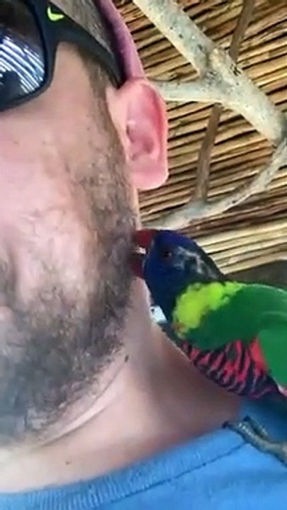 Ce perroquet picore la barbe et moustache de ce touriste !