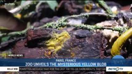 Zoo Unveils Mysterious Bright Yellow 'Blob'