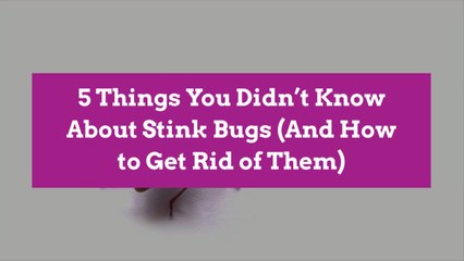 5 Things You Didn’t Know About Stink Bugs (And How to Get Rid of Them)