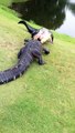 Face à face impressionnant entre 2 alligators sur un terrain de golf