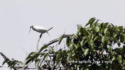 Le chant de cet oiseau est incroyable : Laraponga blanc