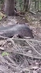 Un énorme anaconda surgit des bois