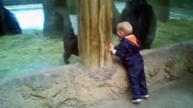 Le cache-cache le plus mignon, entre une enfant et un bébé gorille au zoo