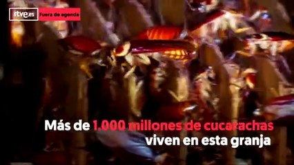 Las cucarachas pueden contribuir de multiples formas al medio ambiente y a la salud humana
