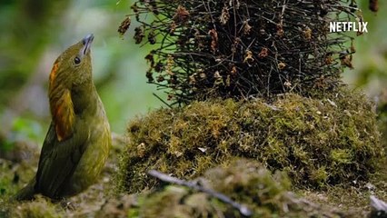 Dancing With The Birds Movie Clip