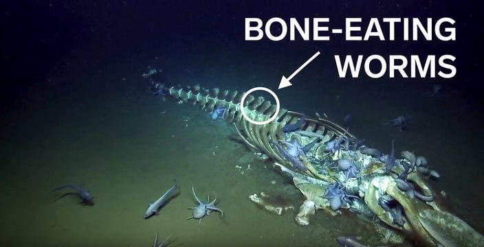 Deep-sea explorers discovered creatures at the bottom of the ocean feasting on decaying whales