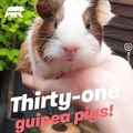 This house is full of guinea pigs 31 - Naturee Wildlife