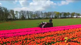 How Tulips Are Harvested on Farms
