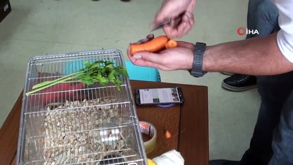 Çorum’da ilk kez “Arap tavşanı” görüldü