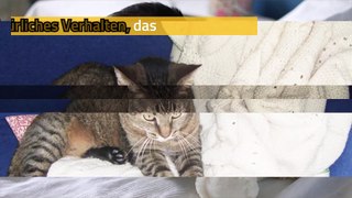 Meine Katze knetet: die Gründe für dieses Verhalten