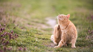 9 Fakten über die Katzen-Sprache