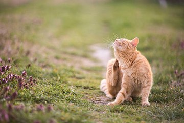 9 Fakten über die Katzen-Sprache