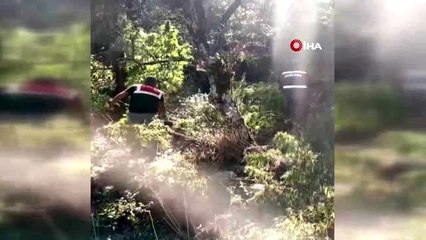 Ormanlık alana kenevir ekenler fotokapana yakalandı