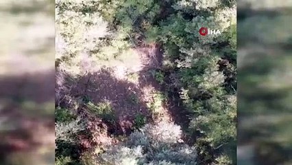 Ormanlık alana kenevir ekenler fotokapana yakalandı