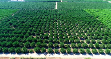 Kaşıkçı cinayeti sonrası Suudi Arabistan, Türkiye'den aldığı narenciyede "analiz" krizi başlattı