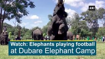 Watch: Elephants playing football at Dubare Elephant Camp | Oneindia Malayalam