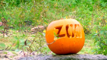 Gorillas LOVE Pumpkins!