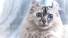 Die seltensten Katzenrassen