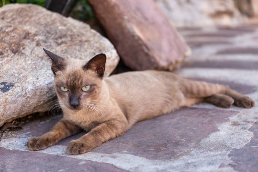 Die kleinsten Katzenrassen