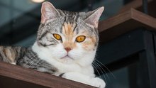 Die Katzenrasse mit den wenigsten Gesundheitsproblemen