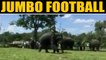 Ever watched Elephants playing football? | OneIndia News