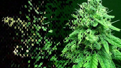 SATIVA BOND – The ultimate Online Marijuana and Cartridge Bond Online shop at affordable prices