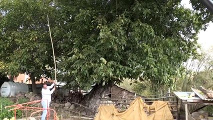 Tescilli "Şebin cevizi" bu yıl yüz güldürdü