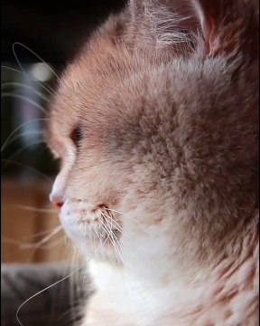 The cute moment of the day ! Ce minet est extrêmement beau. Le regarder est une pure merveille