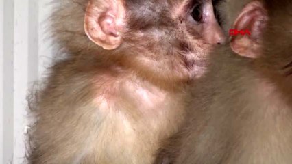 Şırnak sınır kapısında ele geçirilen maymunlar yeni yuvalarında