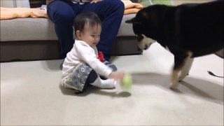 Shiba Inu playing with baby from Japan