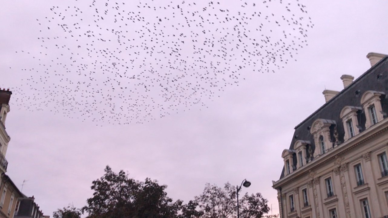 Les murmurations des étourneaux à Rennes