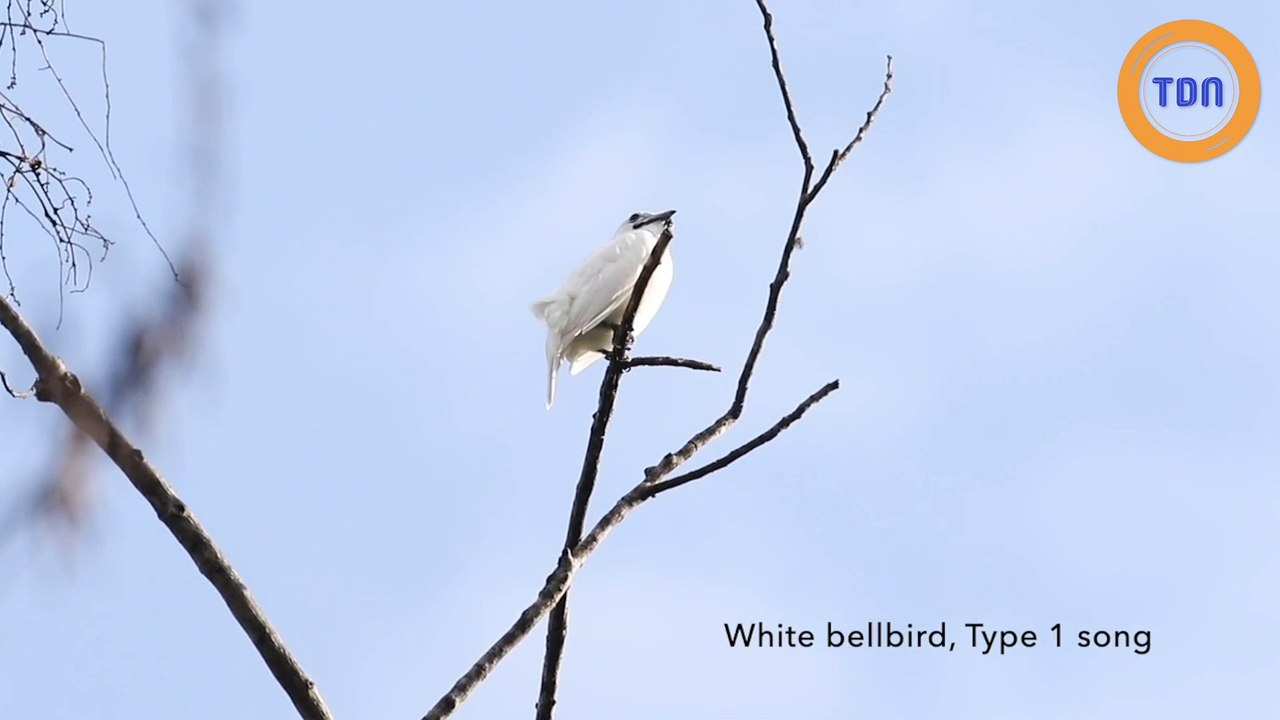 Voici l'araponga, l'oiseau le plus bruyant du monde !