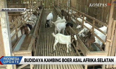 Budidaya Kambing Boer Asal Afrika Selatan