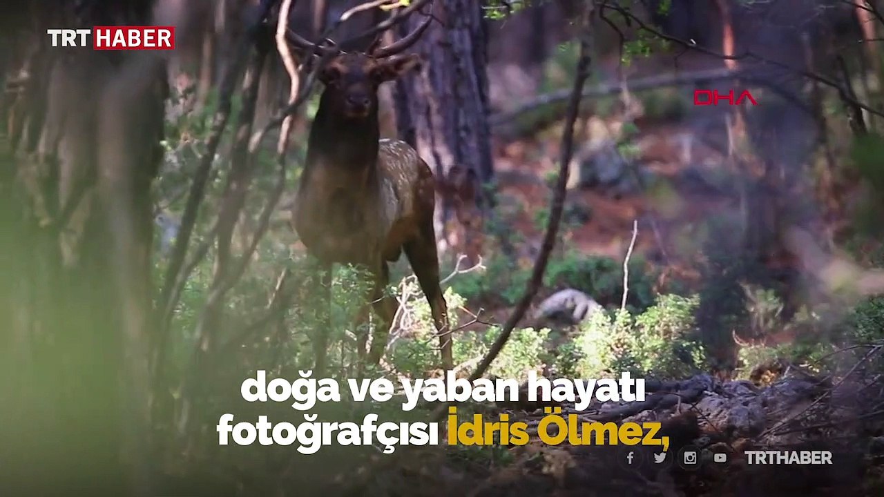 Nesli tehlike altında olan alageyik Toros Dağları'nda görüntülendi