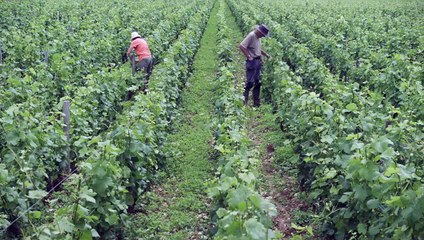 L'Âme du vin Bande-annonce VF (2019) Marie-Ange Gorbanevsky