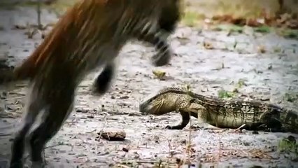 Amazing Elephant Rescue Crocodile From Hippo   Animals Save Other Animals