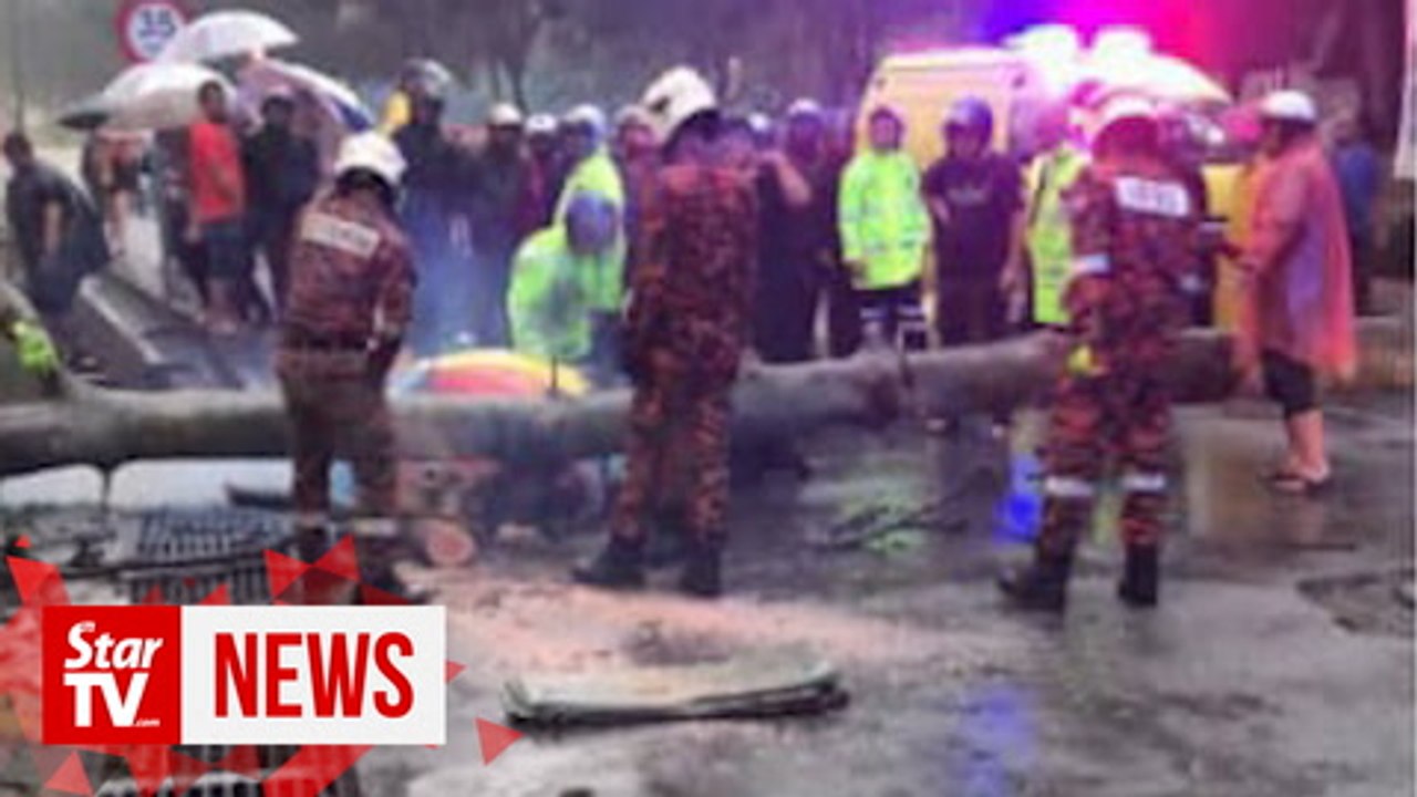 Woman killed by falling tree in front of UM
