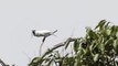 L'araponga blanc : L'oiseau le plus bruyant au monde qui balance du 125 décibels
