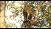 Amazing Hero Mother Monkey Save Baby From Lion Leopard Cheetah Attack   Animals Save Another Animals