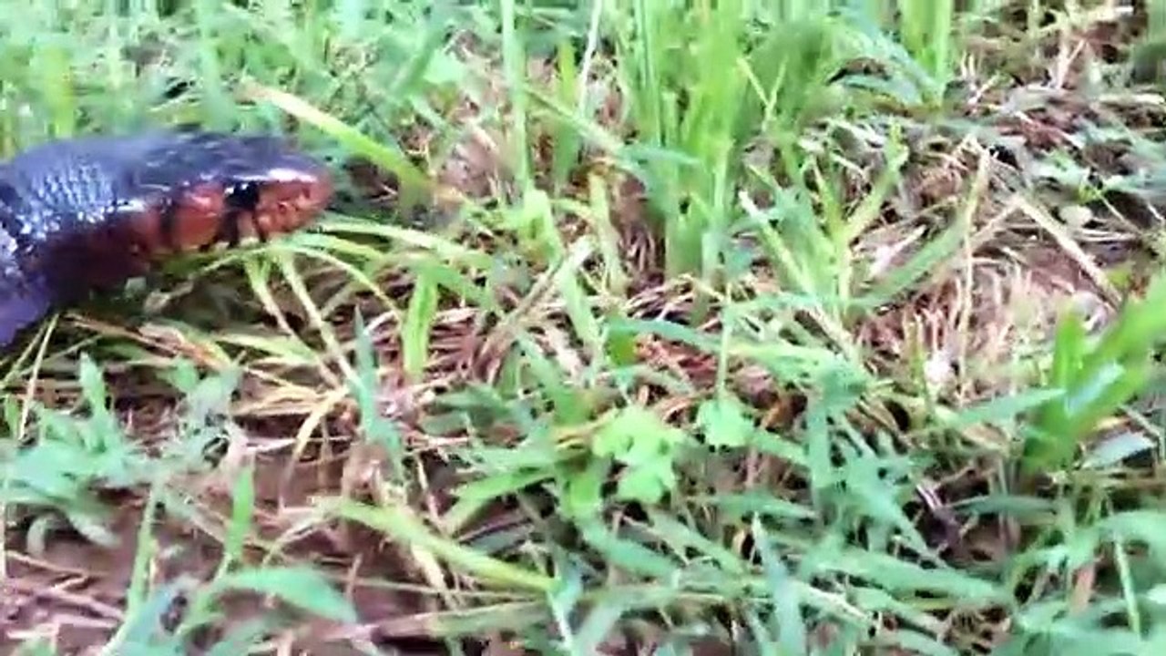 Amazing Hero Rabbit Save Rabbit Baby From Snake Python Hunting   Hero Aniamals Save Another Animals