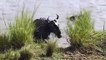 Amazing Hippo Come To Rescue Wildebeest From Crocodile Attack   Crocodile Attack Fail