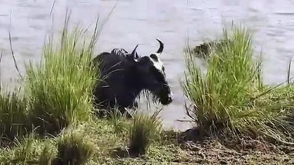 Amazing Hippo Come To Rescue Wildebeest From Crocodile Attack   Crocodile Attack Fail