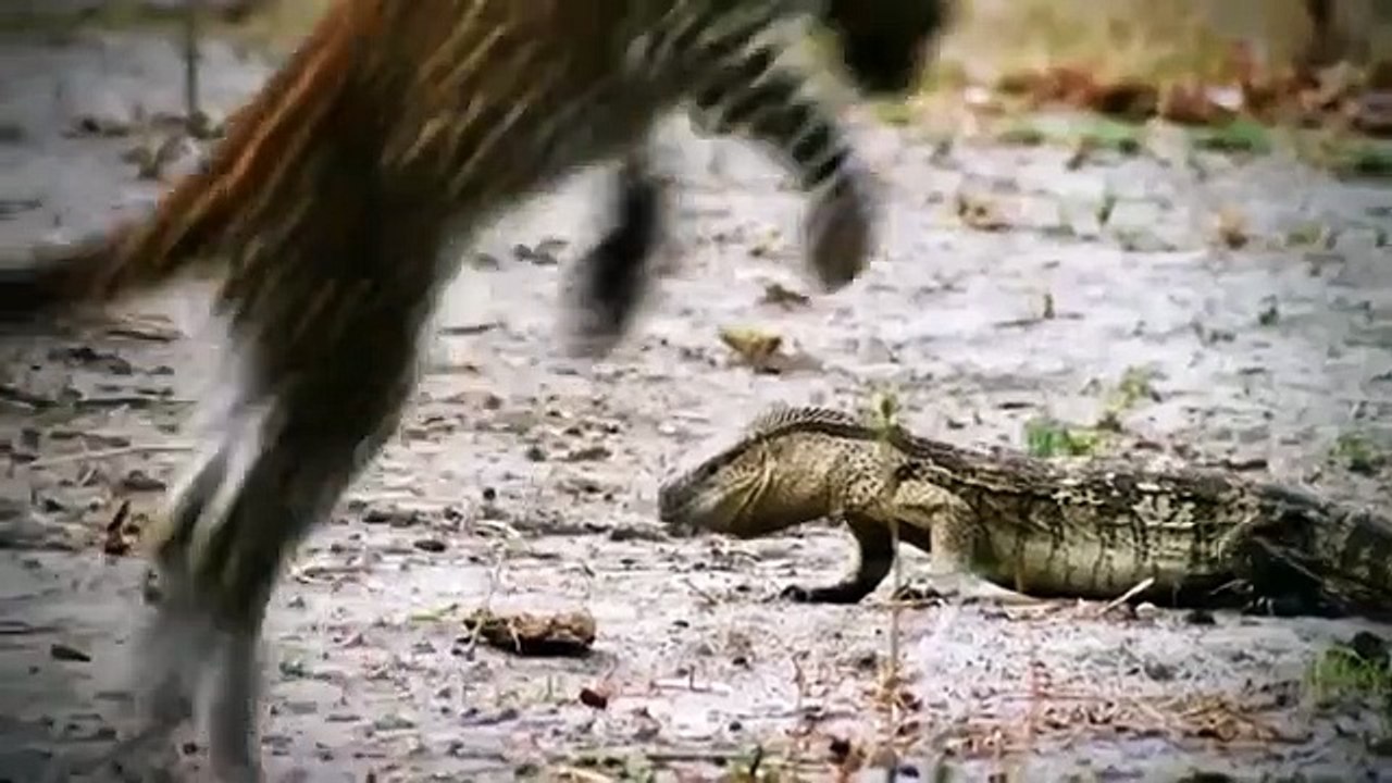 Amazing Hippo Rescue Zebra From Crocodile Hunting   Animals Save Other Animals