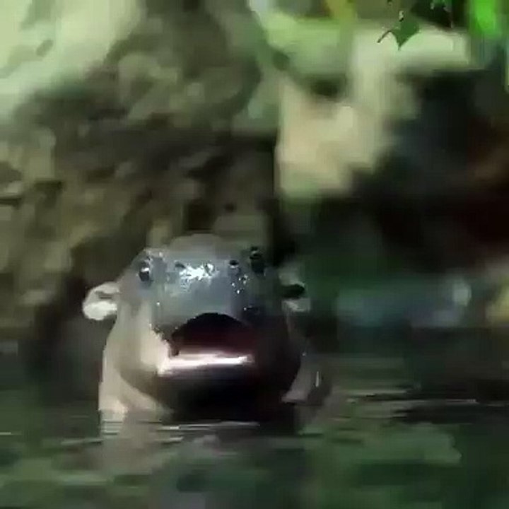 Amazing ! Un adorable bébé hippopotame prend so...
