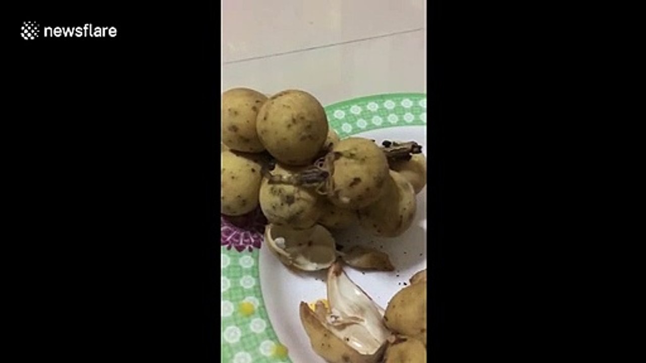 Un scorpion caché dans un sac de patates !