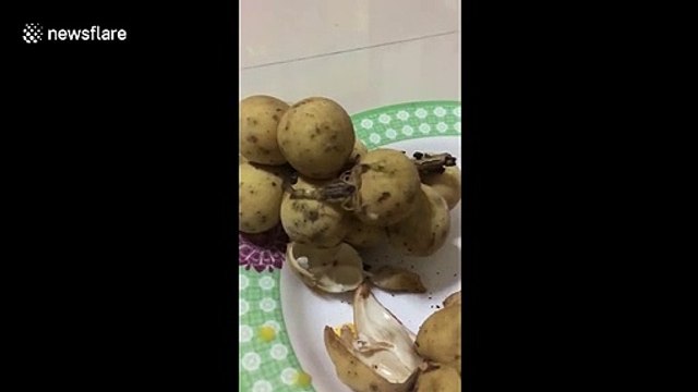 Un scorpion caché dans un sac de patates !