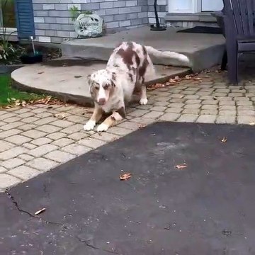 Ce toutou a une joie de vivre débordante! il apporte chaleur et réconfort