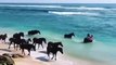 Incroyable splendeur des chevaux sauvages au galop sur une plage. Un spectacle qui vous fera rêver