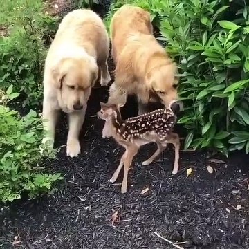 Ce faon et ces toutous sont amis pour la vie. Ils jouent ensemble, et c’est magnifique !