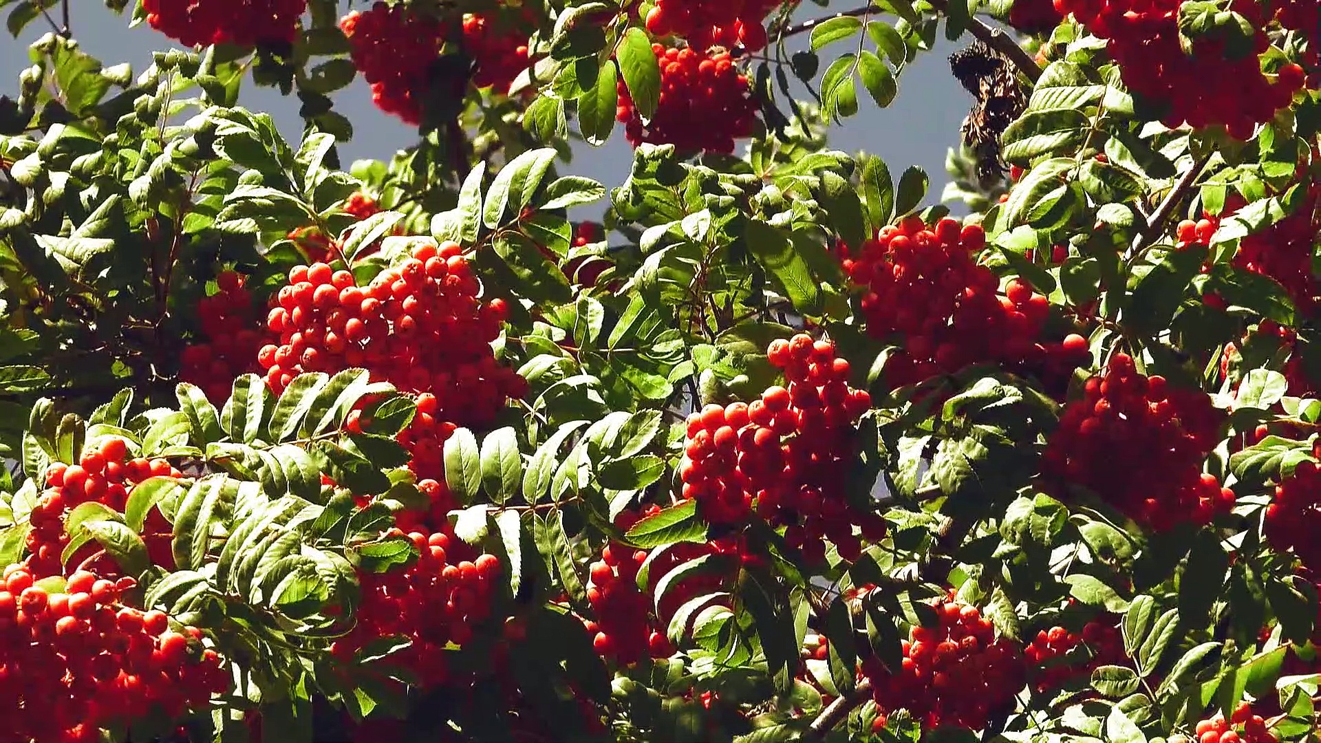 The interpretation of dreaming feild